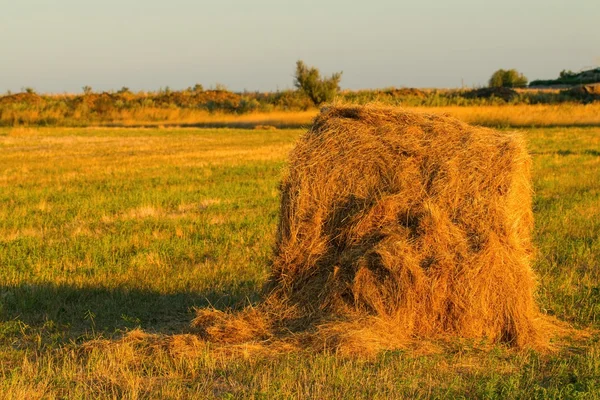 Pile di paglia . — Foto Stock