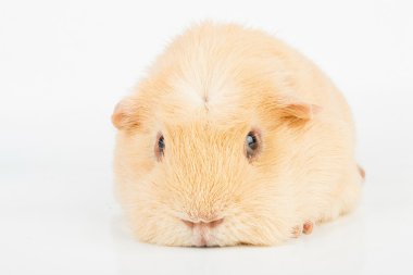 Eskiden şiling şimdi domuz. Makro.