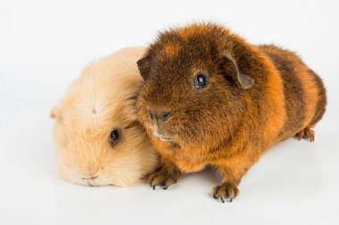 Eskiden şiling şimdi domuz. Makro.