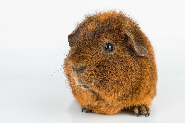 Guinea Pig. Macro. — Stock Photo, Image