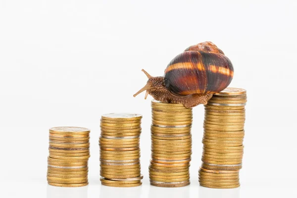 Münzen und Schnecken. — Stockfoto