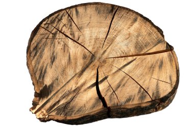 Ağaç gövdesinin kesitleri beyaz arkaplanda izole edilmiş büyüme halkalarını gösteriyor.