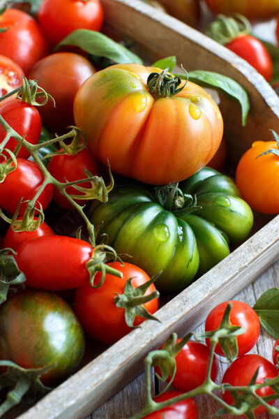 Colorful tomatoes on a wooden table