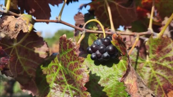 Oranžové listy a vinné hrozny na vinici na podzim — Stock video