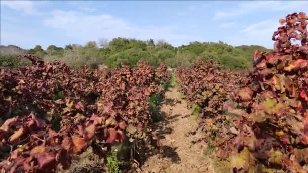 Gåtur mellom Orange Leaves på Vineyard om høsten – stockvideo
