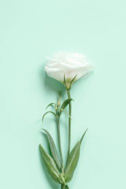 Açık yeşil arkaplan görünümlü beyaz çiçek