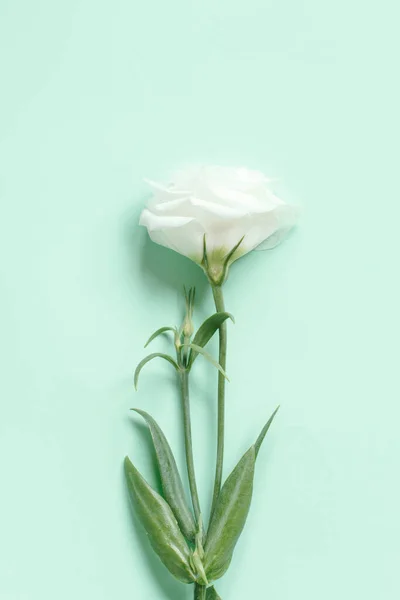 Biały Kwiat Jasnozielonym Tle Widok Góry — Zdjęcie stockowe