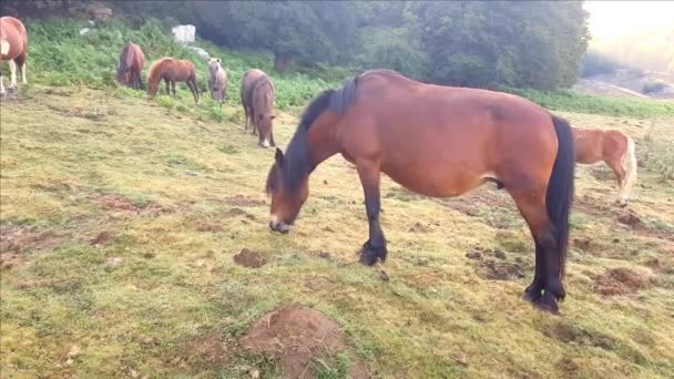 イタリアのカンパニアで日の出に牧草地で草を食べるポニー — ストック動画