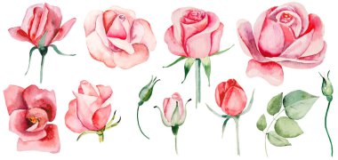 Suluboya pembe çiçekler ve tomurcuklar izole edilmiş