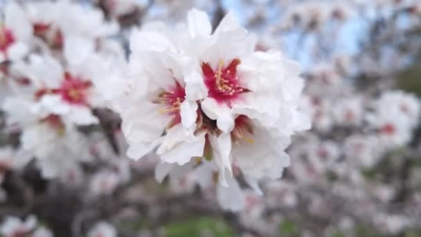 꽃피는 아몬드 나무의 가지들 분홍빛 꽃들이 가까이 — 비디오