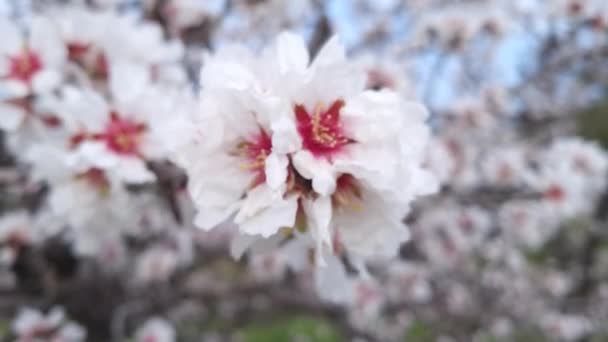 꽃피는 아몬드 나무의 가지들 분홍빛 꽃들이 가까이 — 비디오