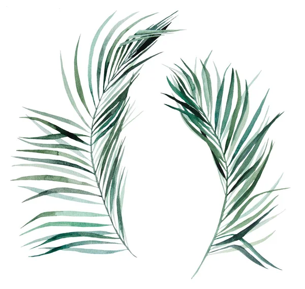 Aquarell Palme Tropischen Blättern Gesetzt Illustration Isoliert — Stockfoto