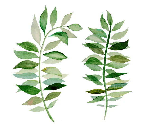 Watercolor Botanical Green Leaves Illustration Set Illustration Isolated — Stock Photo, Image