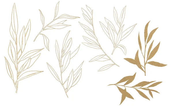 황금빛 올리브 가지가 — 스톡 사진