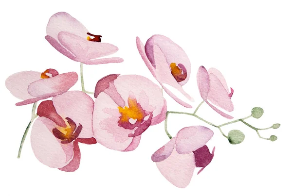 Akvarell Rosa Orkidéer Tropiska Blommor Illustrationer Isolerade — Stockfoto