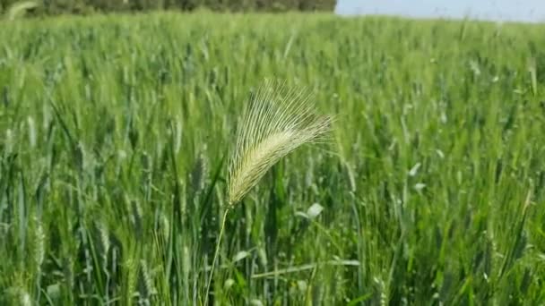 Campo Trigo Maduración Cerca — Vídeos de Stock