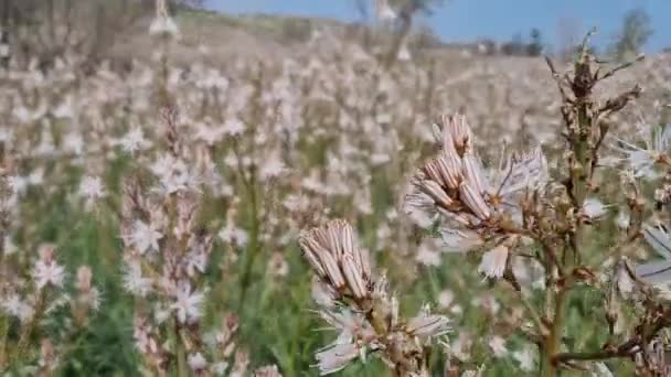Pobřeží Středomoří Krajina Divokými Květy Salento Apulia Itálie — Stock video