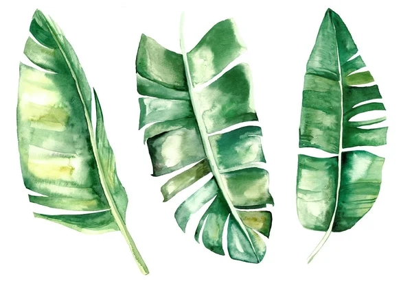 Aquarell Banane Tropischen Blättern Gesetzt Illustration Isoliert — Stockfoto