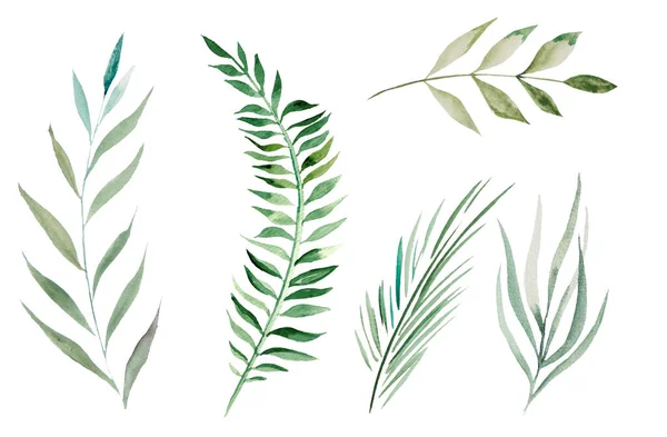 천연색 식물학적 삽화가 — 스톡 사진