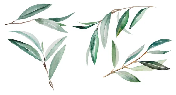 Акварельно Зеленые Оливковые Ветви — стоковое фото