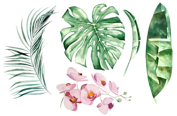 Aquarell Tropische Blätter Und Blumen Illustration Set Isoliert — Stockfoto