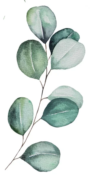Ağaç Boyası Okaliptüs Yaprakları Izole Edilmiş Şube Illüstrasyonunda — Stok fotoğraf