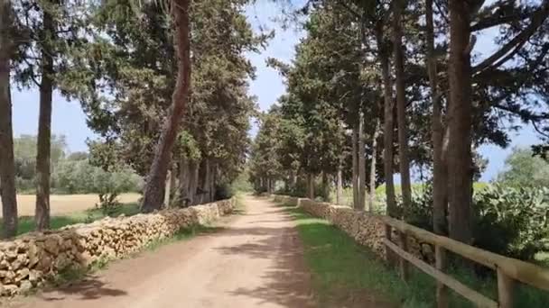 Süditalienische Weinberge Frühling — Stockvideo