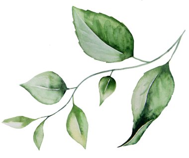 Suluboya bitkisel yapraklar resimleme seti izole