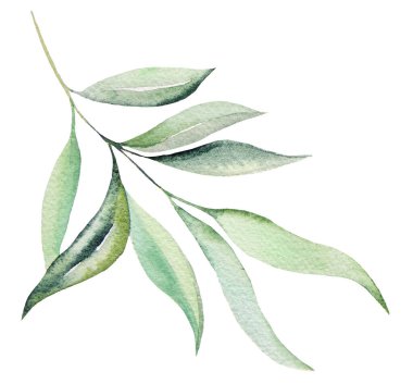 Suluboya bitkisel yapraklar resimleme seti izole