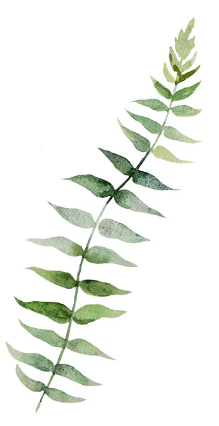 Akvarel Botanické Zelené Listy Ilustrační Set Ilustrace Izolované — Stock fotografie