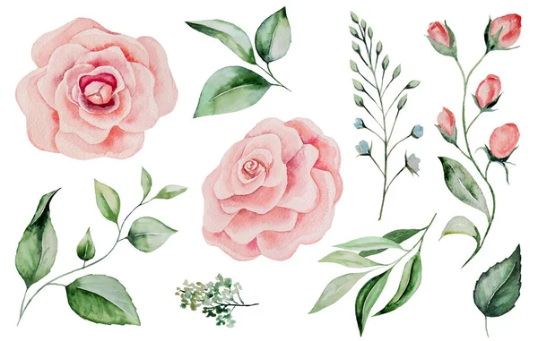 Aquarelle Roses Feuilles Vertes Illustrations Isolées — Photo