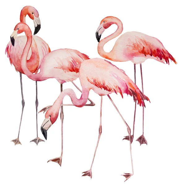 Aquarel Roze Flamingo Exotische Vogels Geïsoleerde Illustratie Voor Bruiloft Stationaire — Stockfoto