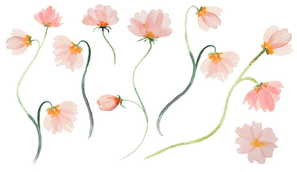 Aquarelle Rose Clair Fleurs Sauvages Illustrations Isolées — Photo