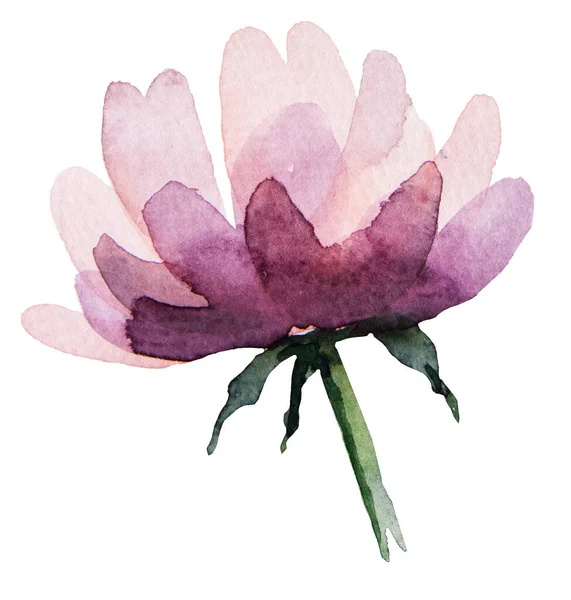 Aquarelle Rose Clair Fleurs Sauvages Illustrations Isolées — Photo