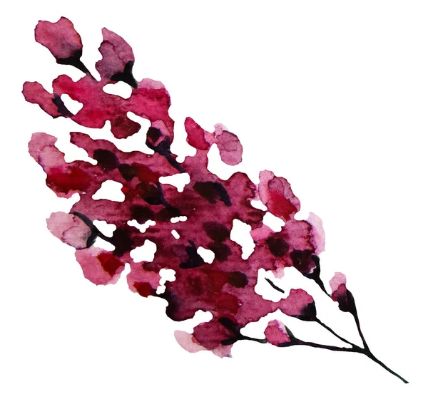 Aquarelle Violette Fleurs Sauvages Illustrations Isolées — Photo