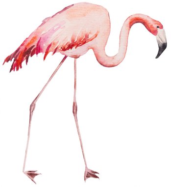 Suluboya pembe flamingo. Egzotik kuş, düğün kırtasiyesi, selamlar, duvar kâğıdı, moda, posterler için illüstrasyon izole etti.