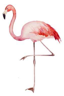 Suluboya pembe flamingo. Egzotik kuş, düğün kırtasiyesi, selamlar, duvar kâğıdı, moda, posterler için illüstrasyon izole etti.