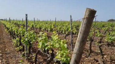 Baharda Güney İtalya üzüm bağları