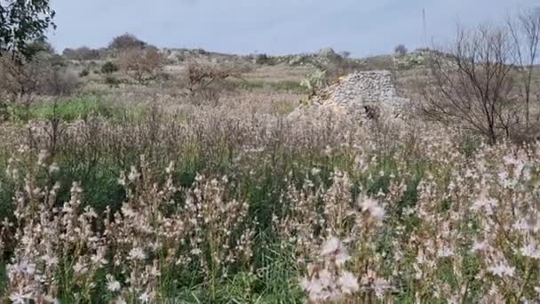 Ακτογραμμή Μεσογειακό Τοπίο Άγρια Λουλούδια Στο Salento Apulia Ιταλία — Αρχείο Βίντεο