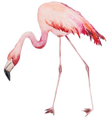 Suluboya pembe flamingo. Egzotik kuş, düğün kırtasiyesi, selamlar, duvar kâğıdı, moda, posterler için illüstrasyon izole etti.