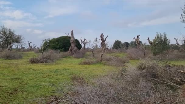イタリアのプーリア州サレントでXilella Fastdiosaと戦うために剪定されたオリーブの木 — ストック動画