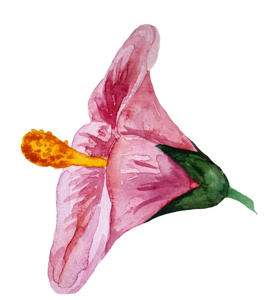 Aquarelle Hibiscus Rose Fleur Tropicale Illustrations Isolées — Photo