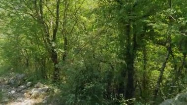 İtalya, Cilento 'daki Yeşil Orman' da Yürüyüş Yolunda Kişisel Bakış açısı