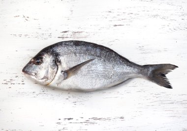 taze dorado balığı 