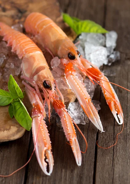 Ruwe langoustines op ijs met basilicum — Stockfoto