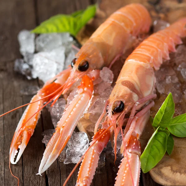 Ruwe langoustines op ijs met basilicum — Stockfoto