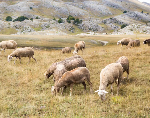 Flock of sheep on pasture — Stock Photo, Image