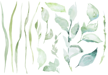 El çizimi suluboya açık yeşil bahçe izole bir illüstrasyon bırakır. Bahar düğünü kırtasiyesi ve parti tasarımı için romantik botanik öğesi. Aşk ve kutlama atmosferi 