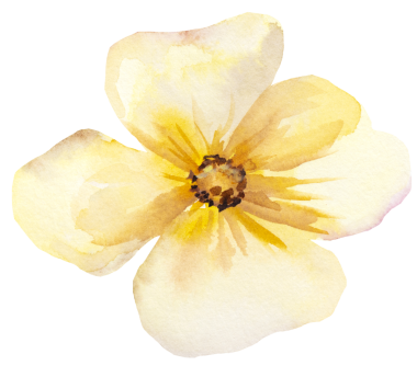 Açık sarı suluboya kır çiçeği, izole edilmiş bir resim. Bahçe çiçekleri yaz ve sonbahar düğün kırtasiyesi ve tebrik kartları, parti arzulu