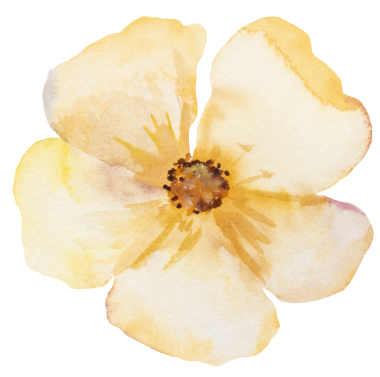 Açık sarı suluboya kır çiçeği, izole edilmiş bir resim. Bahçe çiçekleri yaz ve sonbahar düğün kırtasiyesi ve tebrik kartları, parti arzulu